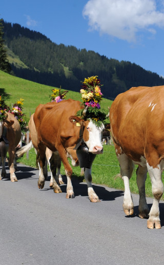 Fête et petit-déjeuner alpestre