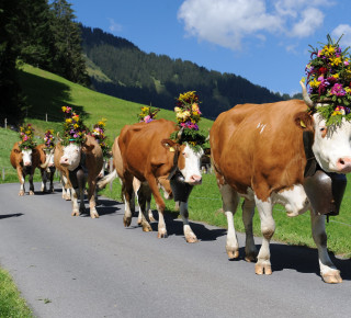 Photo d&#039;un Alpabzug