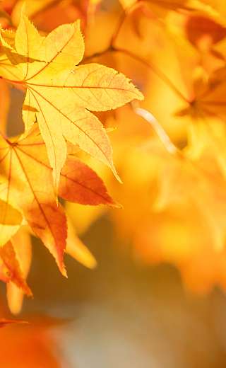 Lenker Herbststimmung