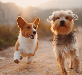 Hunde Bild von zwei Hunden