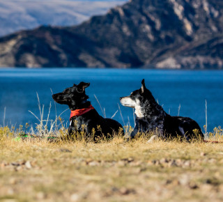 Hunde Bild von zwei Hunden