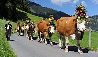 Cows with floral adornments