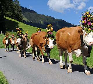 Cows with floral decorations