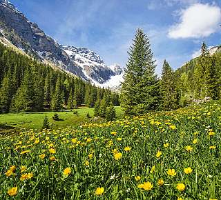 Prairie alpine avec montagnes