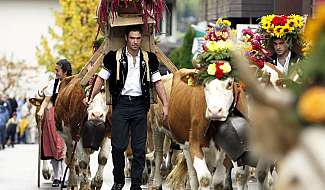 Défilé avec des vaches décorées