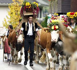 Festival procession with decorated cows