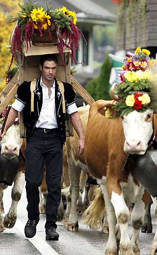 Festival procession with decorated cows