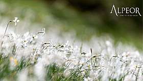 Alpeor Pflanzen