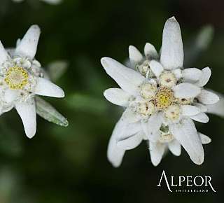 Alpeor