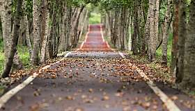 Waldweg mit Birken