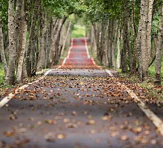 Sentier forestier en automne