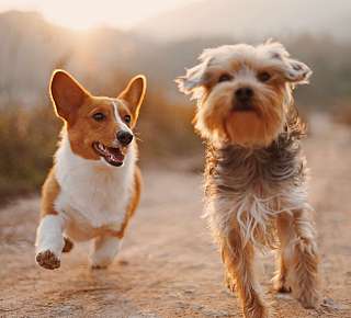 Deux chiens courent
