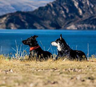 Chiens