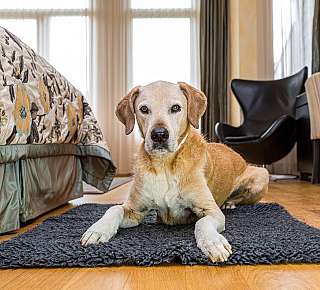 Chien dans la chambre